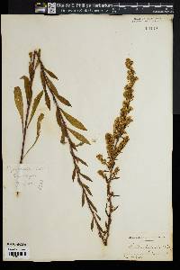 Solidago puberula image