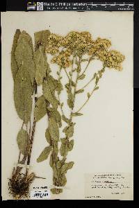 Solidago rigida image