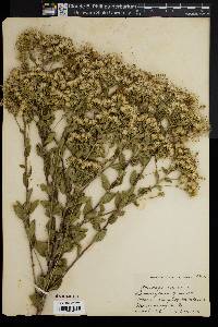 Solidago rigida image