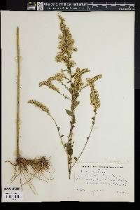 Solidago rigida image