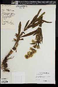 Solidago sempervirens image