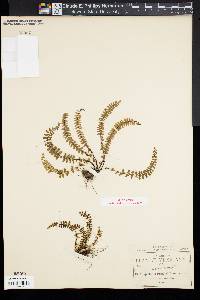 Asplenium pringlei image