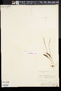 Ophioglossum arenarium image
