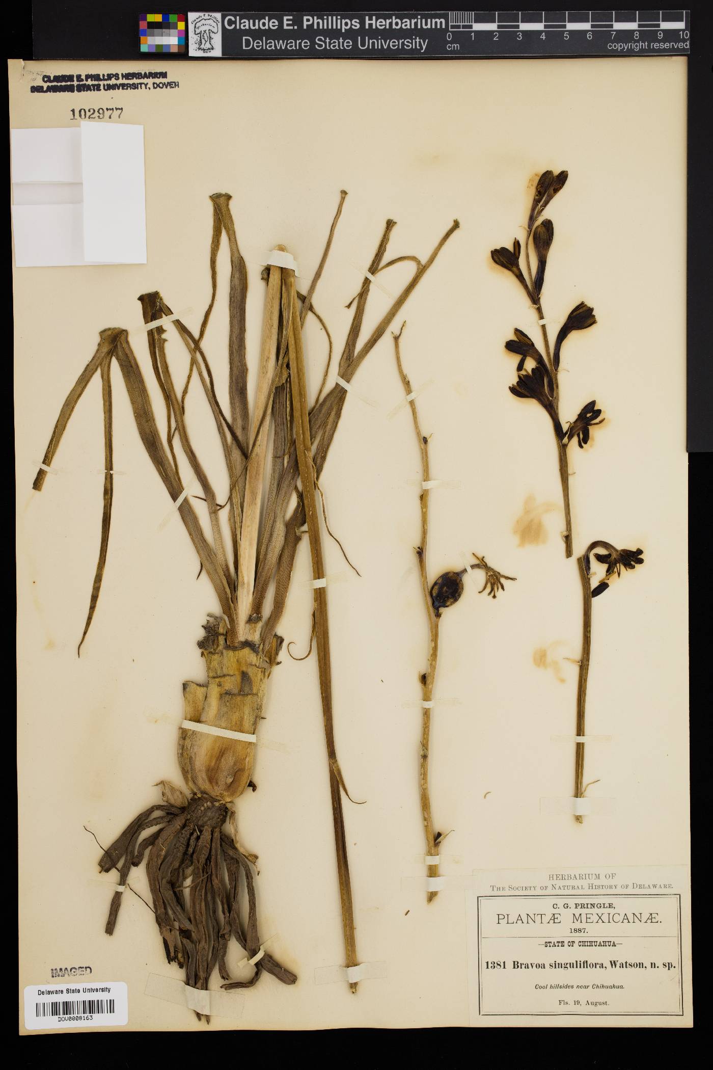Bravoa singuliflora image
