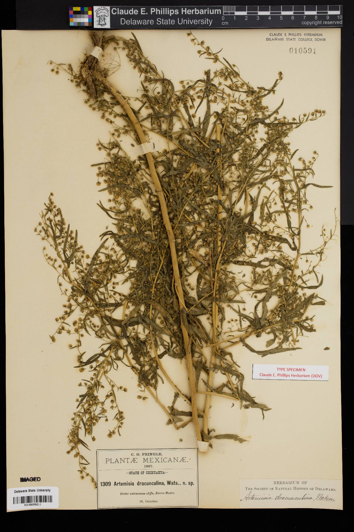 Artemisia dracunculina image