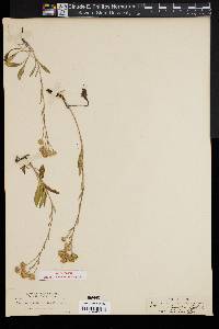 Aster delectus image