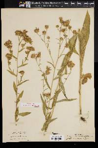 Aster vaccinus image