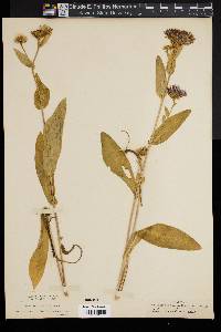 Aster vaccinus image