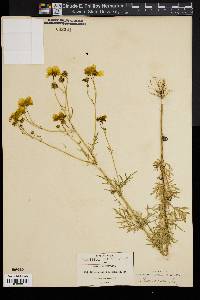 Bidens ferulifolia image