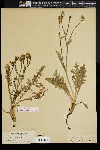 Crepis bakeri subsp. cusickii image