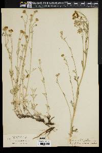 Eriophyllum lanatum image