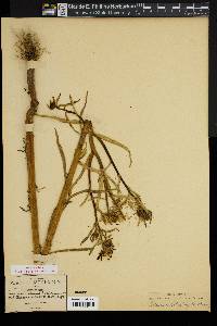 Golionema heterophyllum image