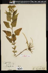 Stevia amblyolepis var. umbratilis image