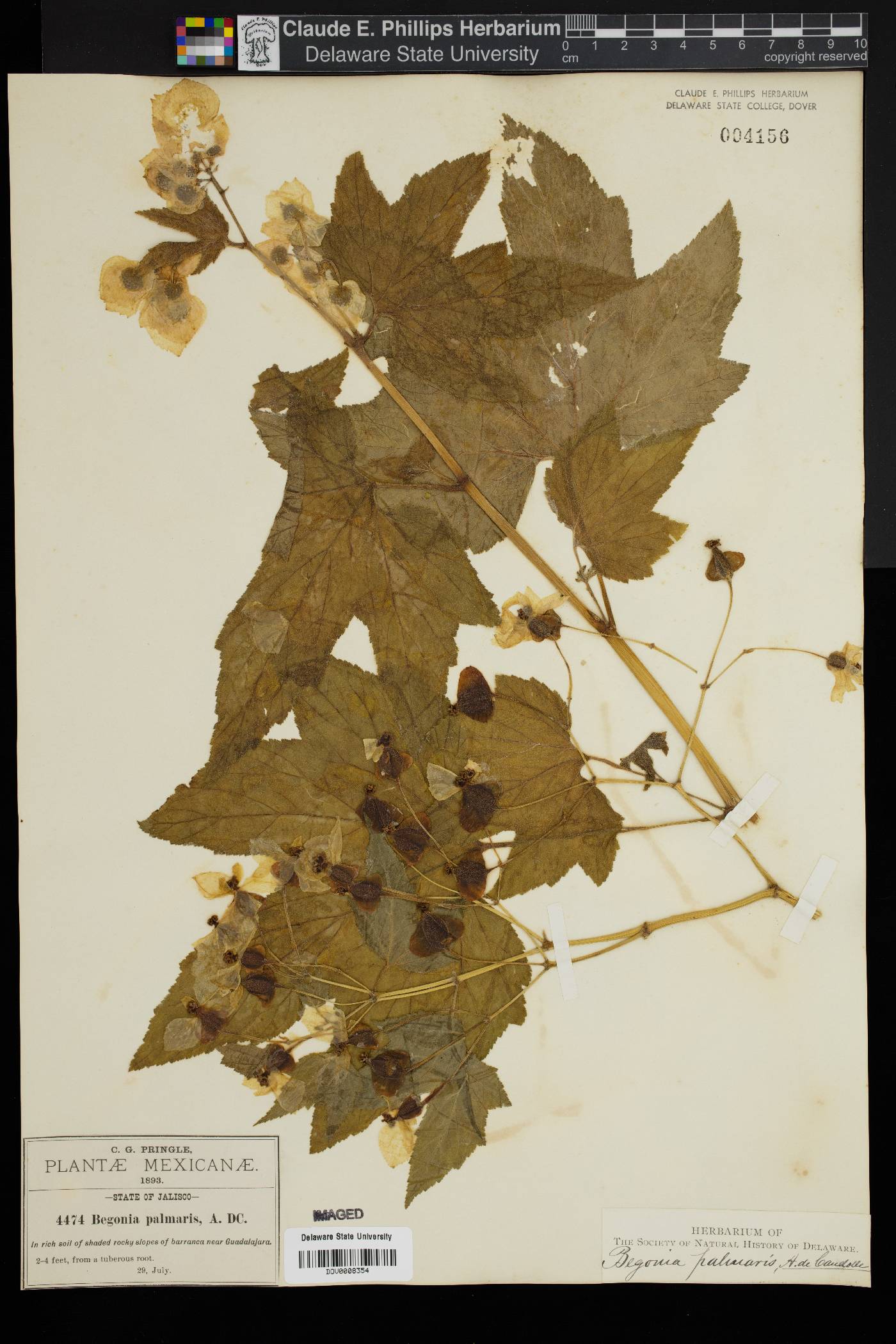 Begonia biserrata image