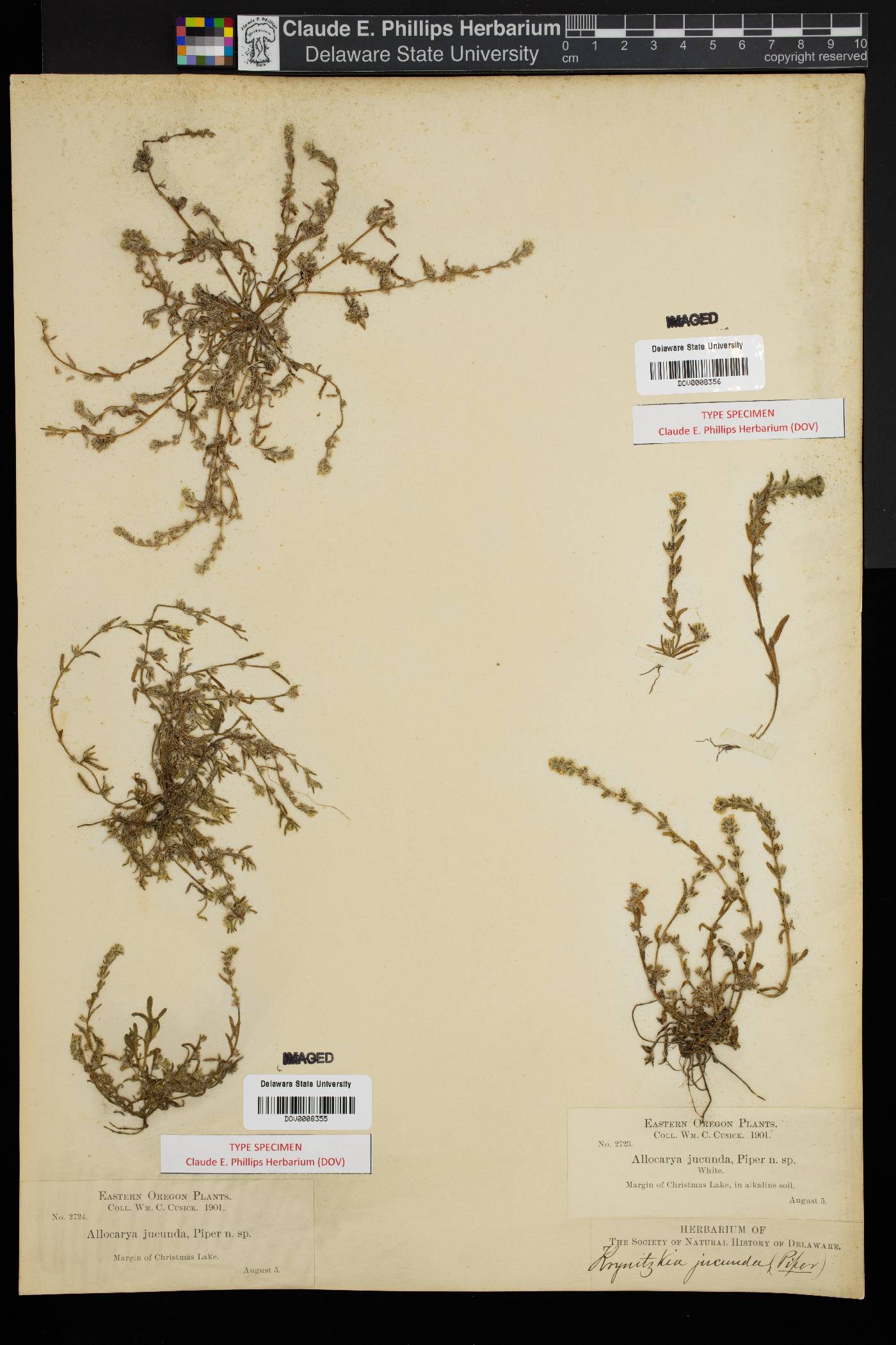 Allocarya cusickii var. jucunda image