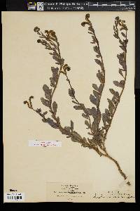 Heliotropium oculatum image
