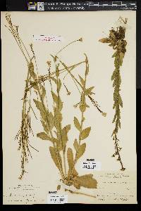 Arabis hirsuta image