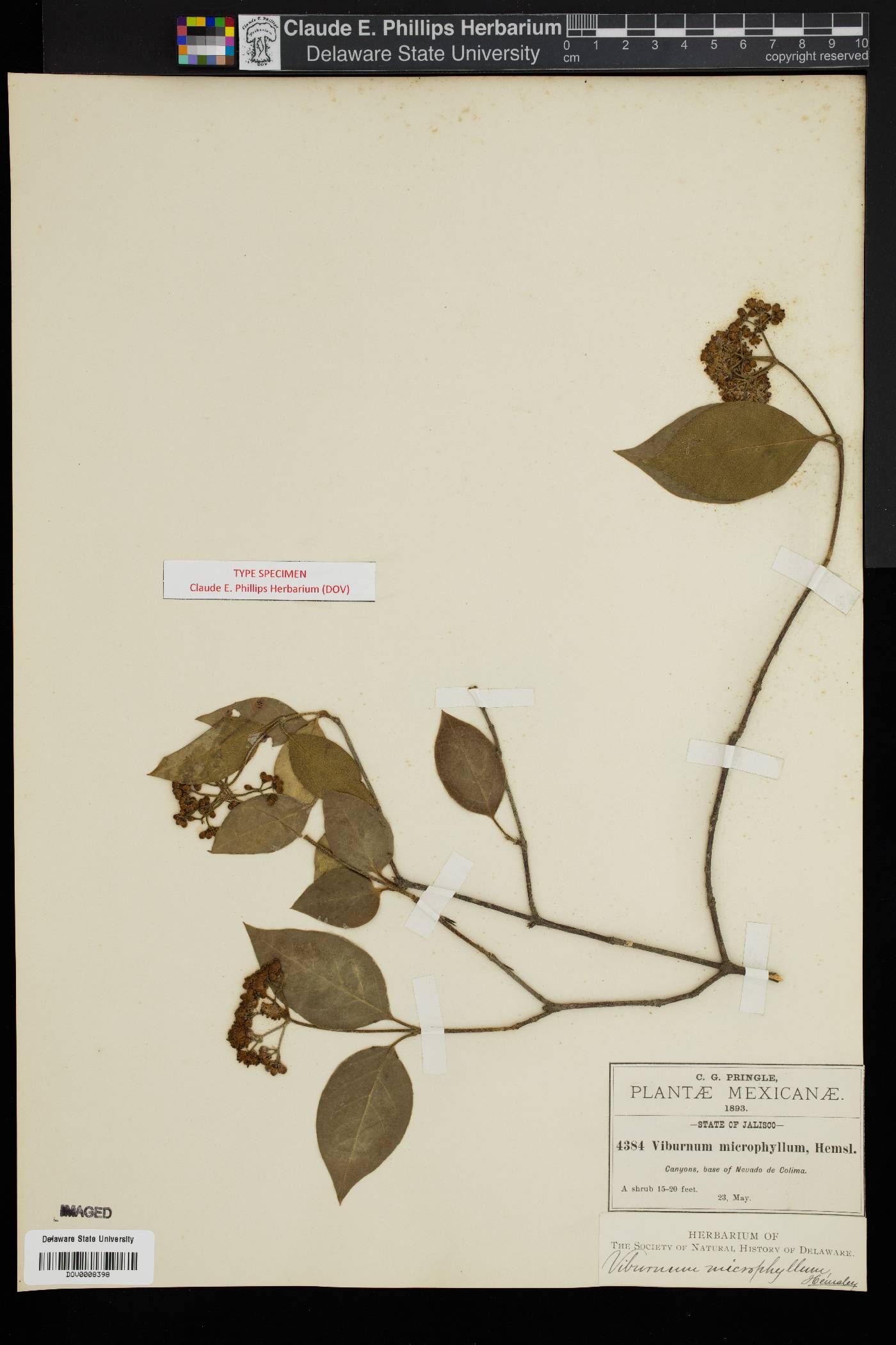 Viburnum microphyllum image