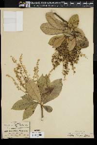 Clethra pringlei image