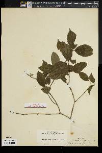 Cornus asperifolia image