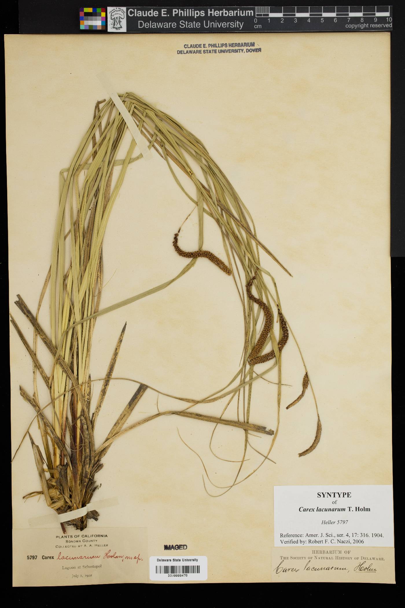 Carex lacunarum image