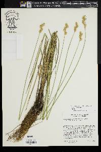 Carex missouriensis image