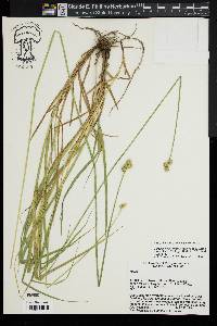 Carex molestiformis image