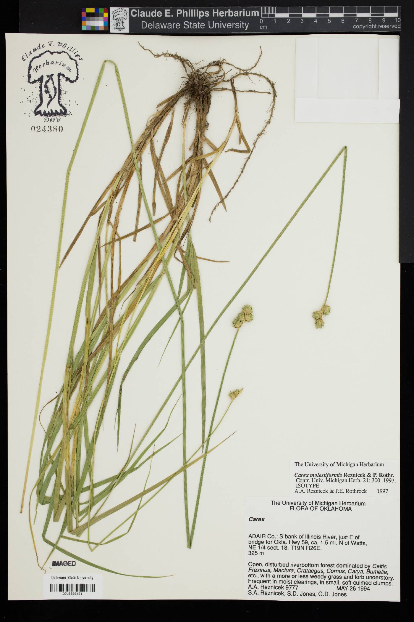 Carex molestiformis image