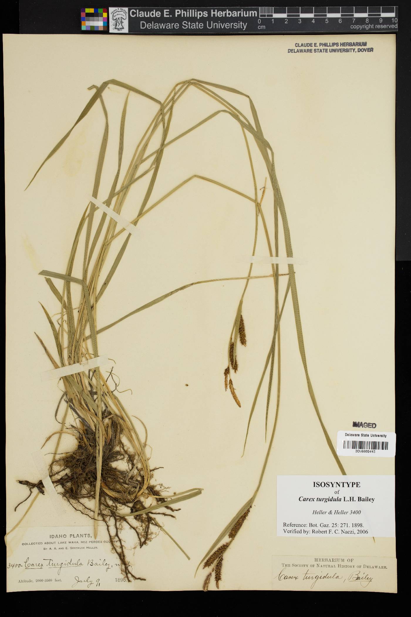 Carex turgidula image