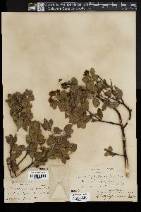 Arctostaphylos montana image