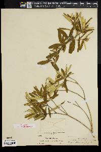 Croton fergusonii image