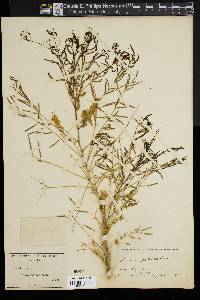 Acacia millefolia image