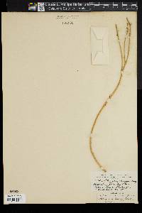 Astragalus tweedyi image