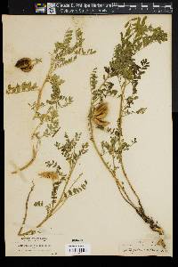 Astragalus vallaris image