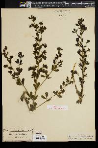 Baptisia hirsuta image