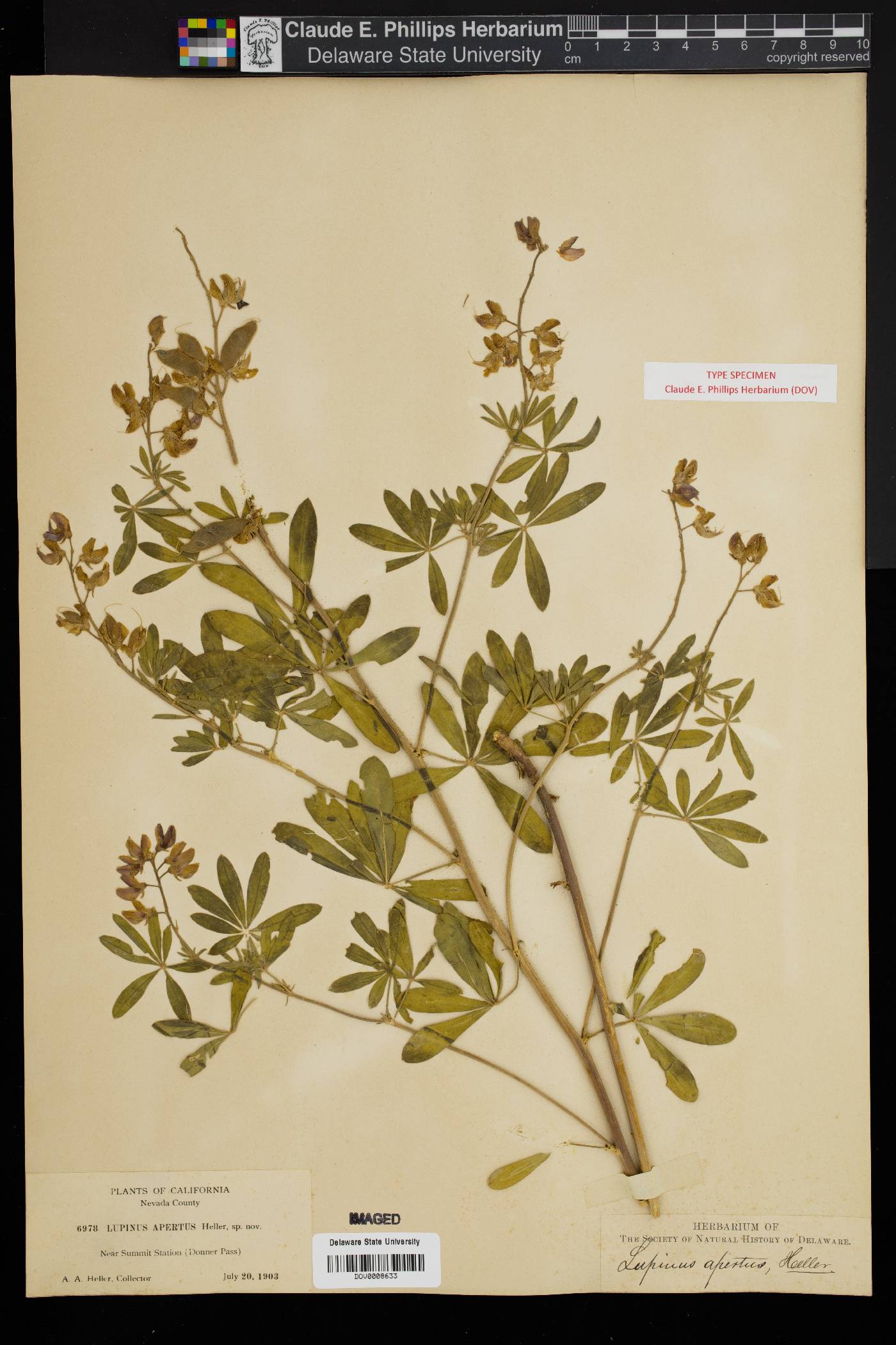 Lupinus apertus image