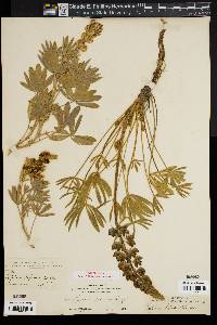 Lupinus hellerae image