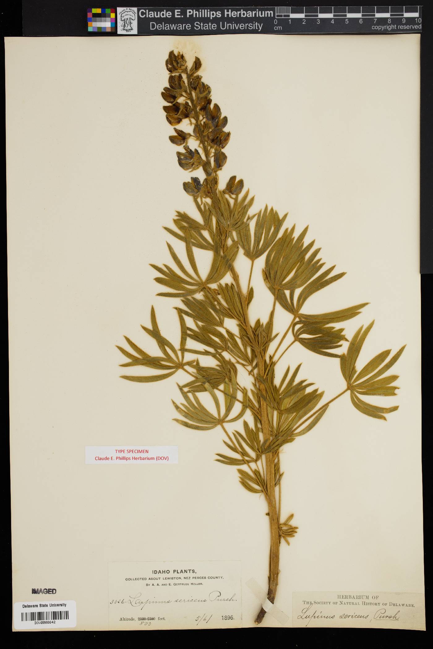 Lupinus sericeus subsp. sericeus image