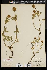 Trifolium arcuatum image