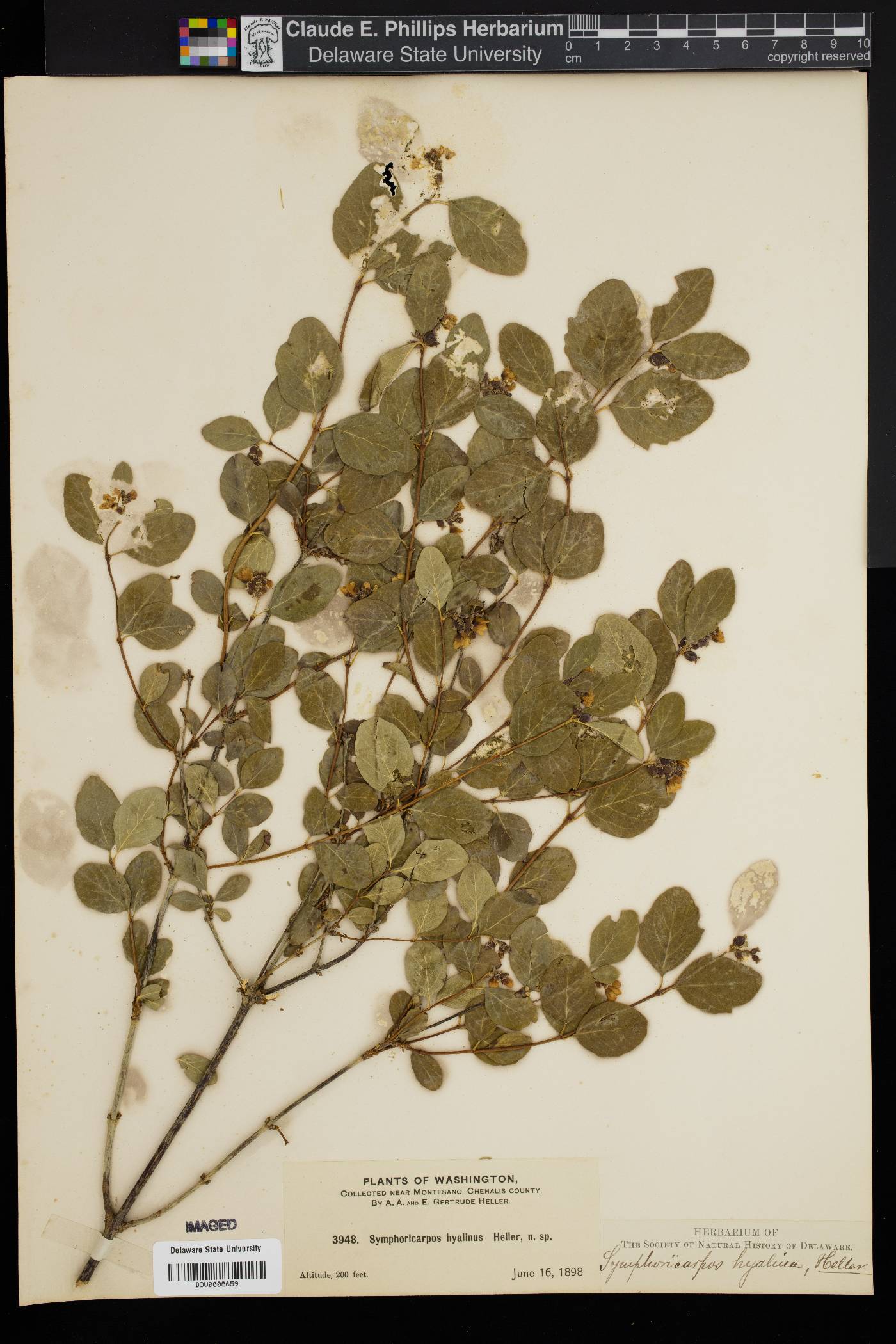 Symphoricarpos hyalinus image