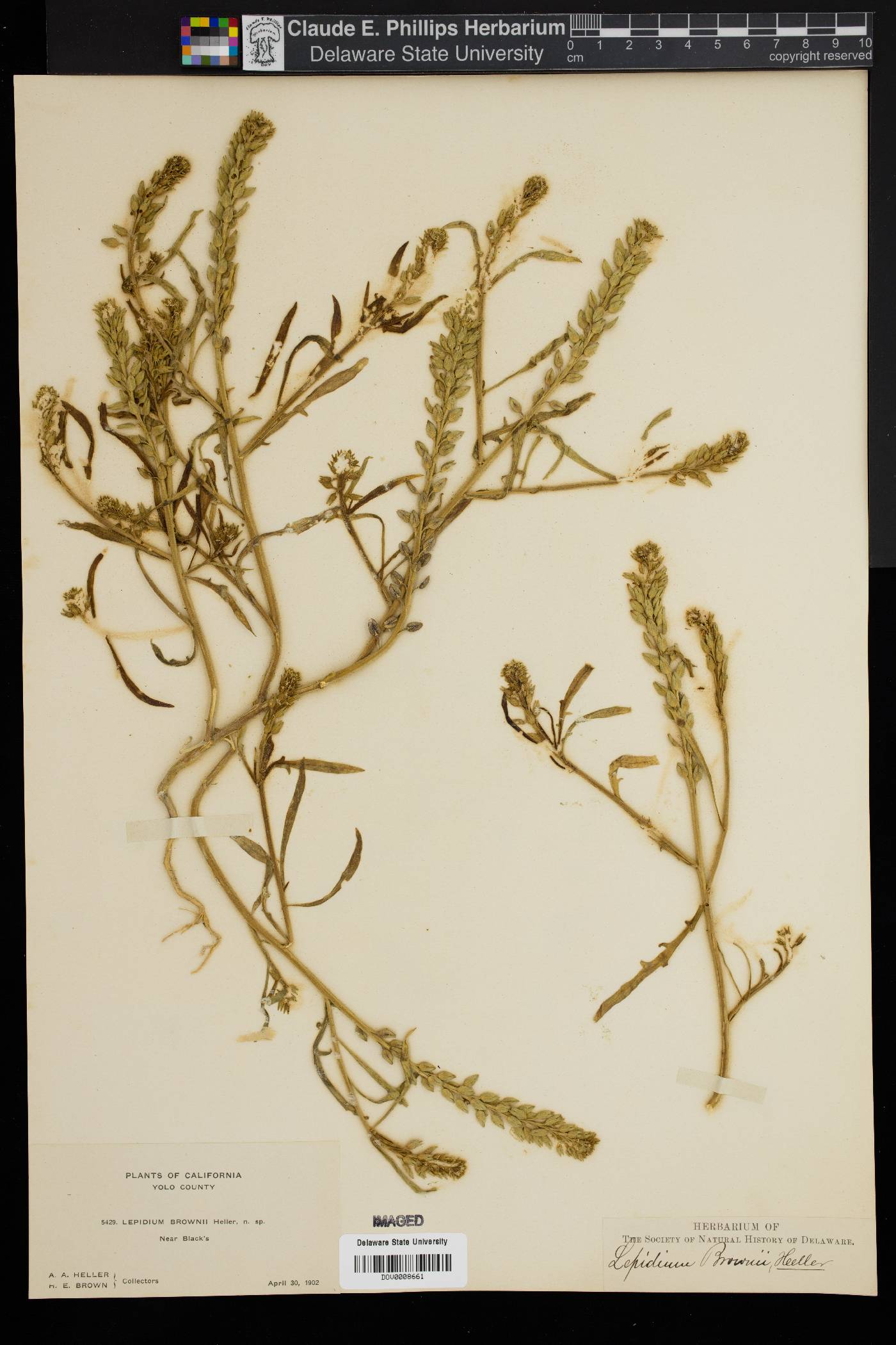 Lepidium brownii image