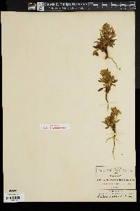 Halenia crassiuscula image