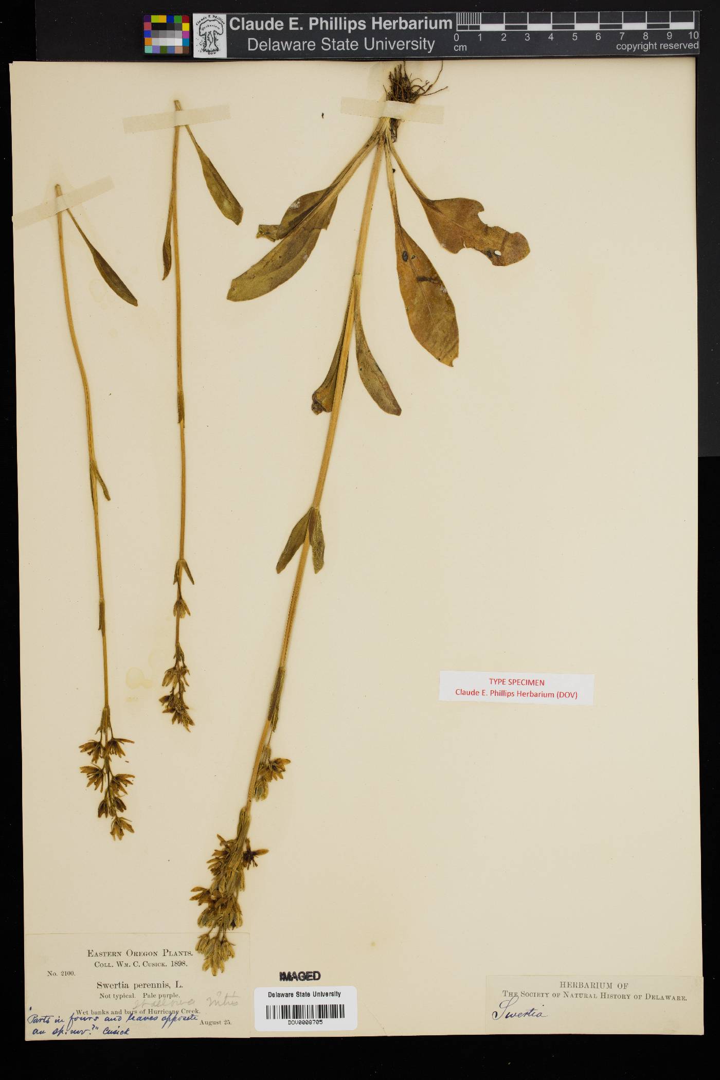 Swertia occidentalis image