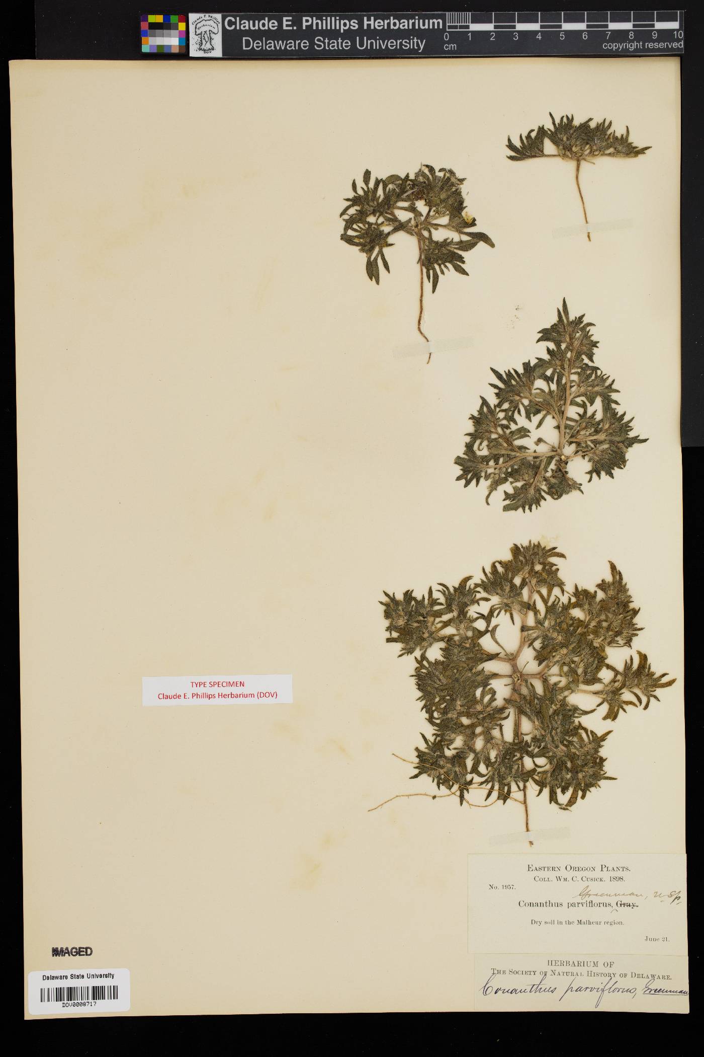 Nama parviflora image