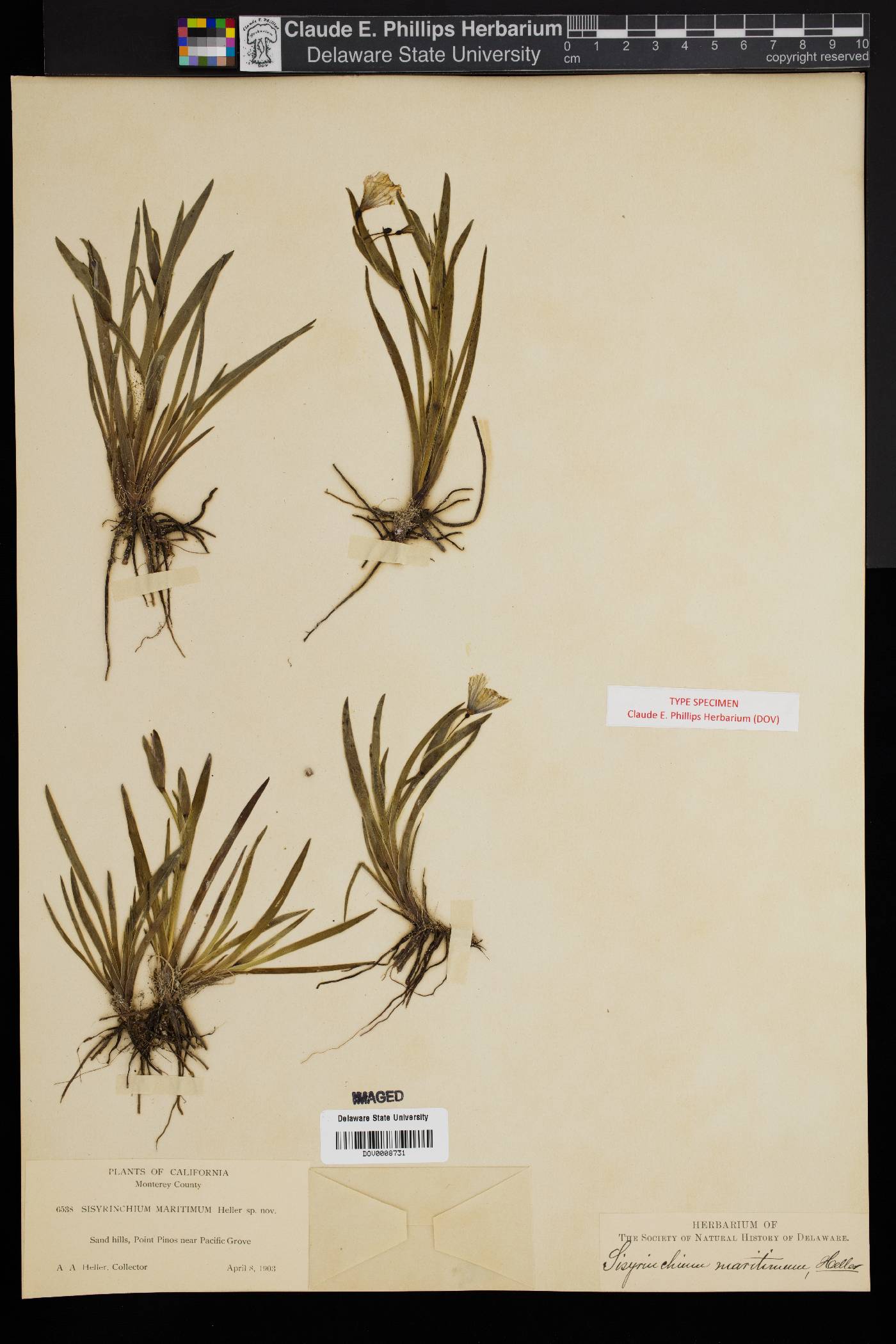 Sisyrinchium maritimum image