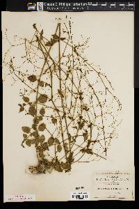 Boerhavia paniculata image