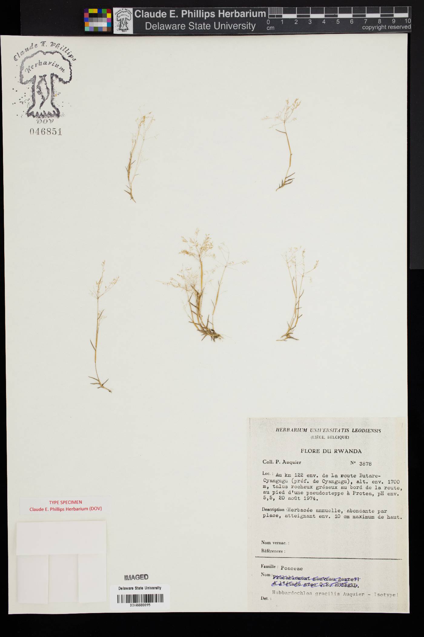 Hubbardochloa gracilis image