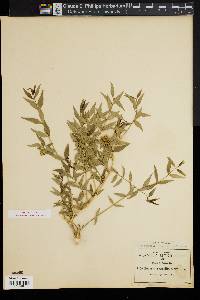 Bouvardia gracilis image