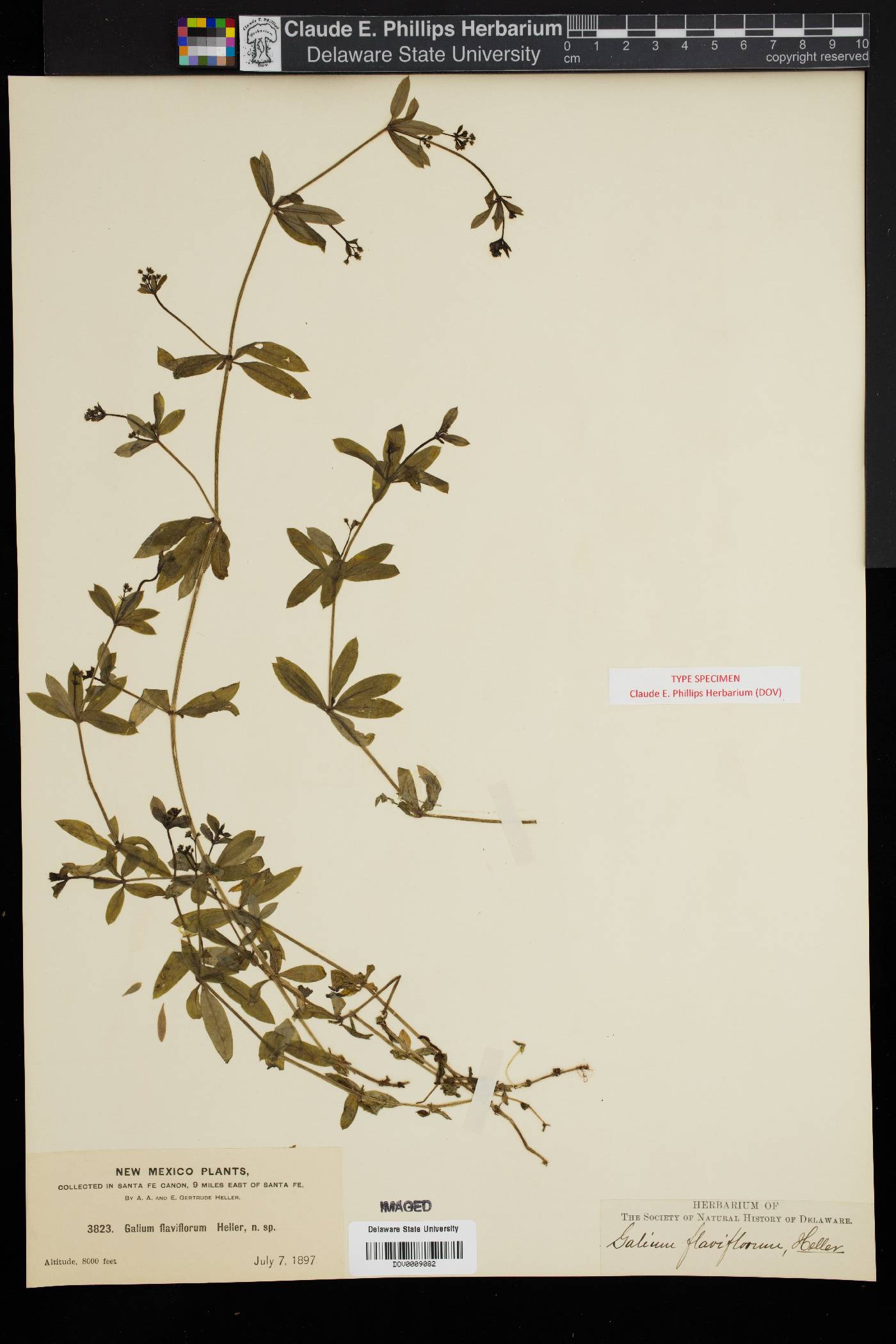 Galium flaviflorum image