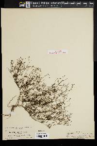 Houstonia floridana image